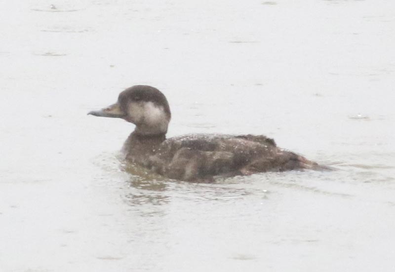 Mystery bird to be identified