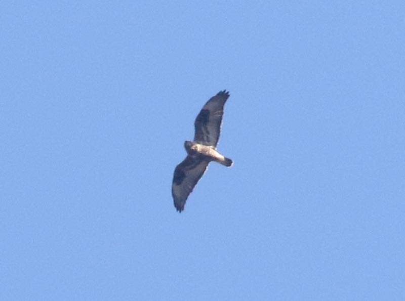 Mystery bird to be identified