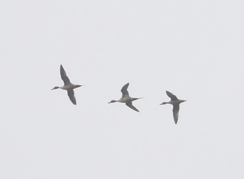 Mystery bird to be identified