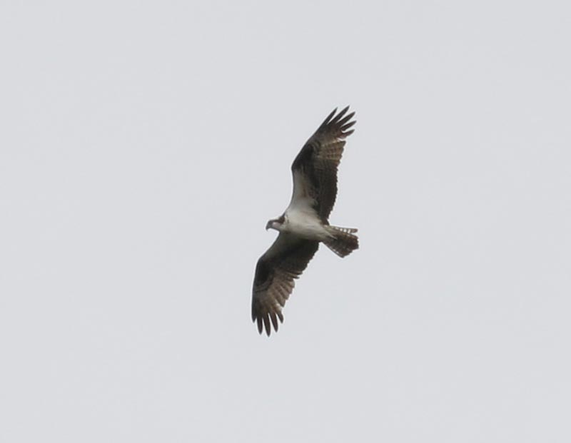 Mystery bird to be identified