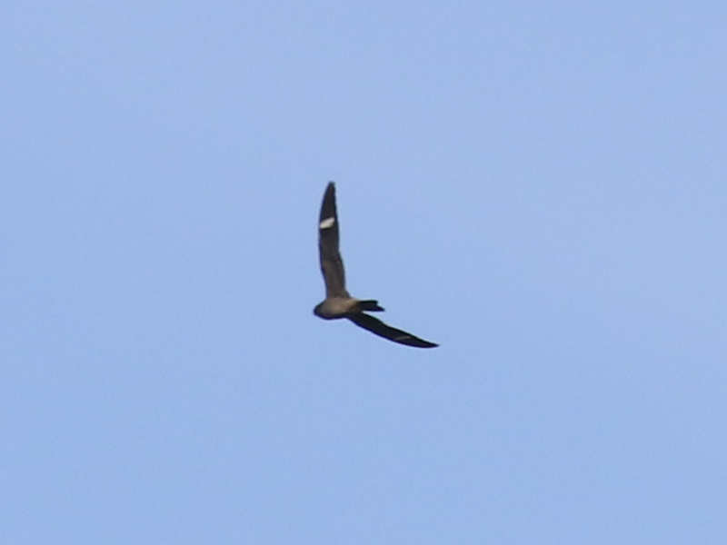 Mystery bird to be identified
