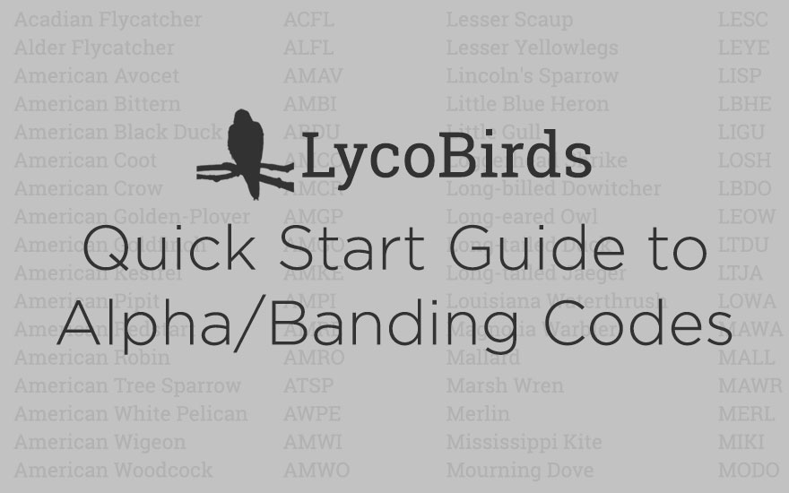Banding Code Graphic
