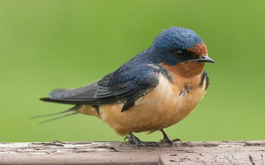 Barn Swallow