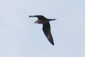Long-tailed Jaeger - 8/26/17, Williamsport Dam © David Brown