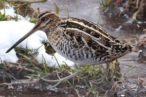 Wilson's Snipe - 3/11/17, Gamble Twp. © Judi Pinkerton
