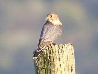 Merlin - 9/18/18, Williamsport Dam © Bobby Brown