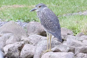 Yellow-crowned Night-Heron - 7/11/18, Rte. 287 © Bobby Brown