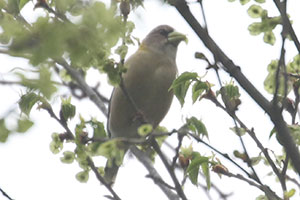 Evening Grosbeak - 5/3/19, Mill St. © Bobby Brown