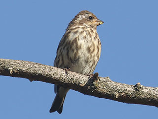Purple Finch - 9/20/20, SGL 252 © Bobby Brown