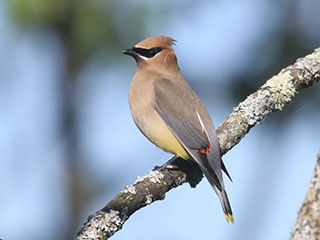 Cedar Waxwing - 6/7/20, Rose Valley Lake © Bobby Brown