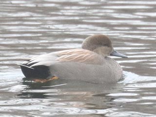 Gadwall - 1/5/22, Indian Park © Bobby Brown