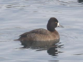 Lesser Scaup - 1/30/22, Williamsport Dam © Bobby Brown