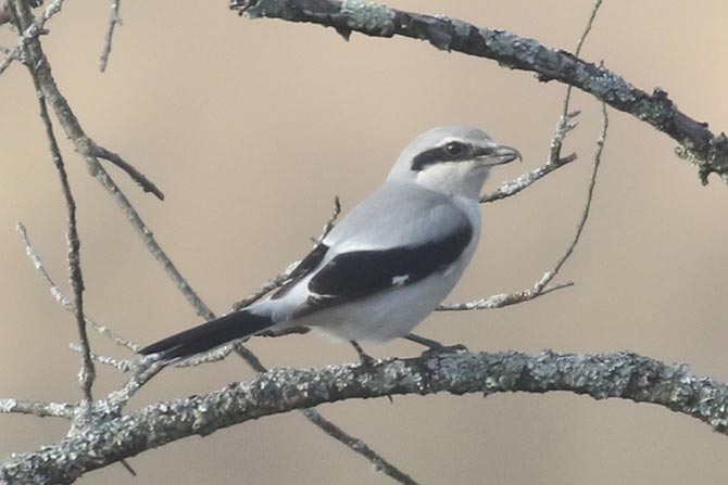 Northern Shrike - 12/4/21, Rose Valley Lake © Bobby Brown