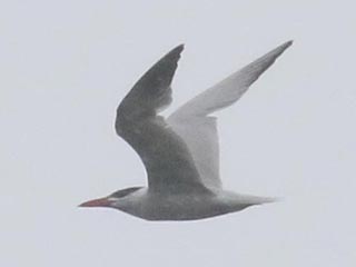 Caspian Tern - 9/1/21, Mill St. © Bobby Brown