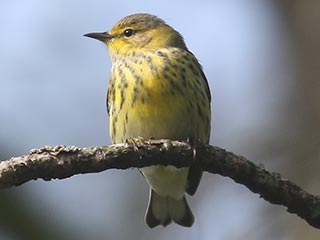 Cape May Warbler - 9/11/21, Rose Valley Lake © Bobby Brown