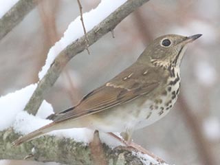 Hermit Thrush - 11/28/21, Rose Valley Lake © Bobby Brown