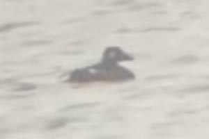 White-winged Scoter - 11/28/21, Rose Valley Lake © Bobby Brown