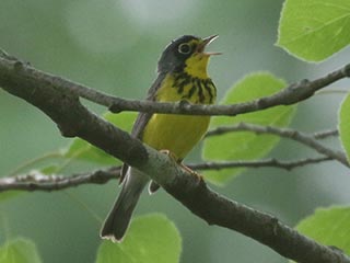 Canada Warbler - 5/22/21, Rose Valley Lake © Bobby Brown