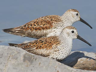 Dunlins - 5/19/21, Rose Valley Lake © Bobby Brown