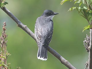 Eastern Kingbird - 5/6/21, Mill St. © Bobby Brown