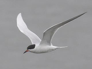 Forster's Tern - 5/5/21, Williamsport Dam © Bobby Brown