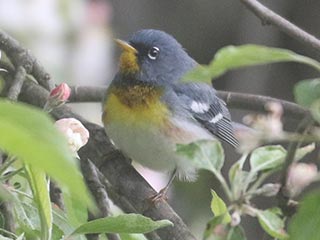 Northern Parula - 5/8/21, Rose Valley Lake © Bobby Brown