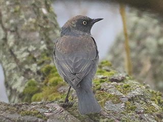 Rusty Blackbird - 3/28/21, Robert Porter Allen N.A. © Bobby Brown