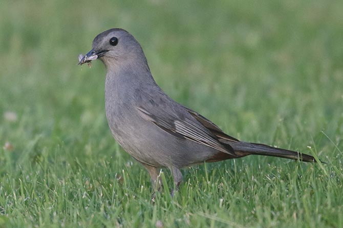 Gray Catbird - 7/16/21, Montoursville © Bobby Brown