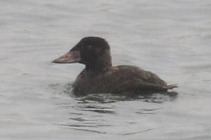Surf Scoter - 12/23/23, Williamsport Dam © Bobby Brown