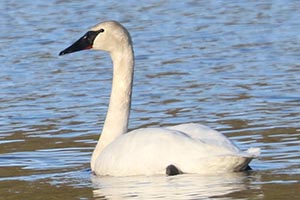 Trumpeter Swan - 3/20/23, Beaver Lake © Bobby Brown