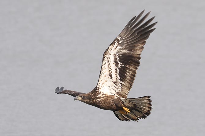 Bald Eagle - 9/6/24, Rose Valley Lake © Bobby Brown
