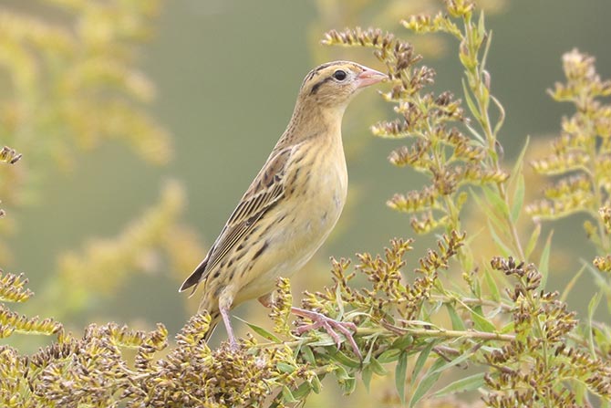 Bobolink - 10/1/24, Robert Porter Allen Natural Area © Bobby Brown