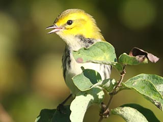Black-throated Green Warbler - 9/11/24, Rose Valley Lake © Bobby Brown