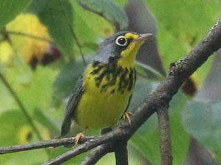 Canada Warbler - 9/1/24, SGL 252 © Bobby Brown