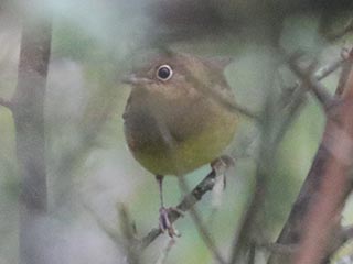 Connecticut Warbler - 9/29/24, Rose Valley Lake © Bobby Brown