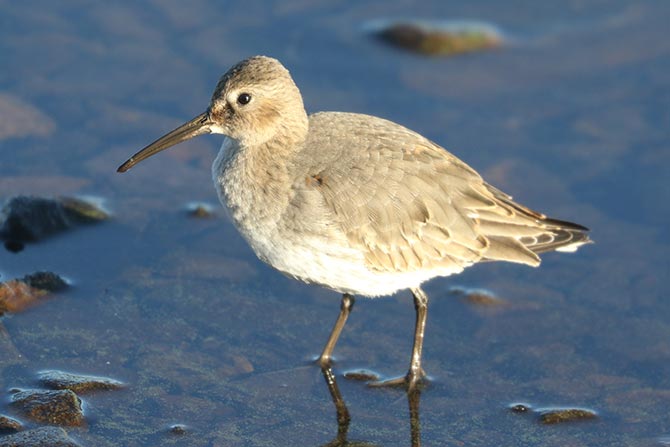 Dunlin - 11/3/24, Rose Valley Lake © Bobby Brown