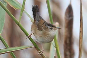 Marsh Wren - 9/29/24, Rose Valley Lake © Bobby Brown