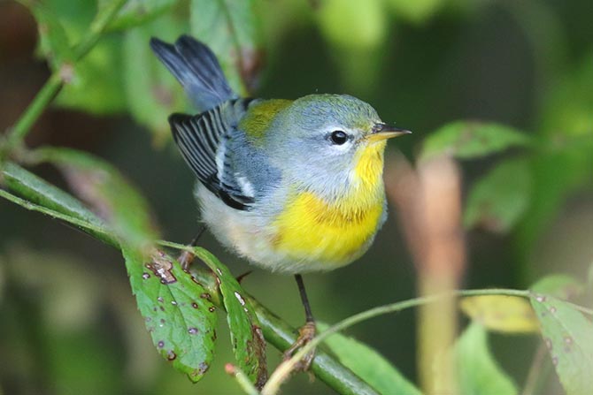 Northern Parula - 9/13/24, Rose Valley Lake © Bobby Brown