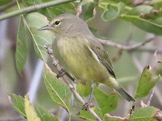 Orange-crowned Warbler - 9/27/24, Robert Porter Allen Natural Area © Bobby Brown