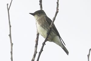 Olive-sided Flycatcher - 9/6/24, Rose Valley Lake © Bobby Brown