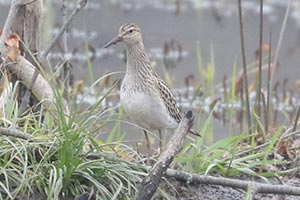 Pectoral Sandpiper - 11/15/24, Robert Porter Allen Natural Area © Bobby Brown