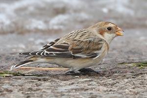 Snow Bunting - 11/16/24, Rose Valley Lake © Bobby Brown