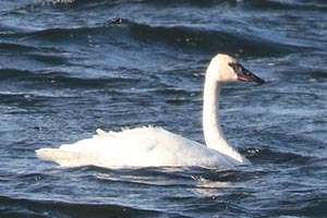 Trumpeter Swan - 11/30/24, Rose Valley Lake © Bobby Brown