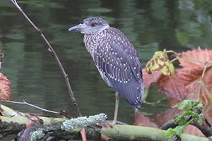 Yellow-crowned Night Heron - 8/7/24, Lycoming Creek near Elm Park © Bobby Brown