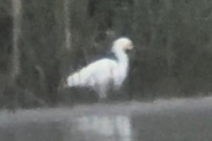 Snowy Egret - 5/8/24, Rose Valley Lake © Bobby Brown