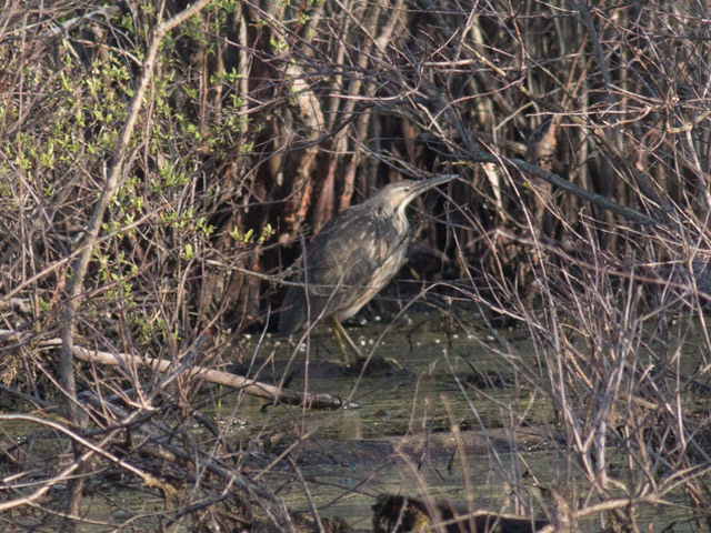 American Bittern - 4/24/2016, SGL 252 © David Brown