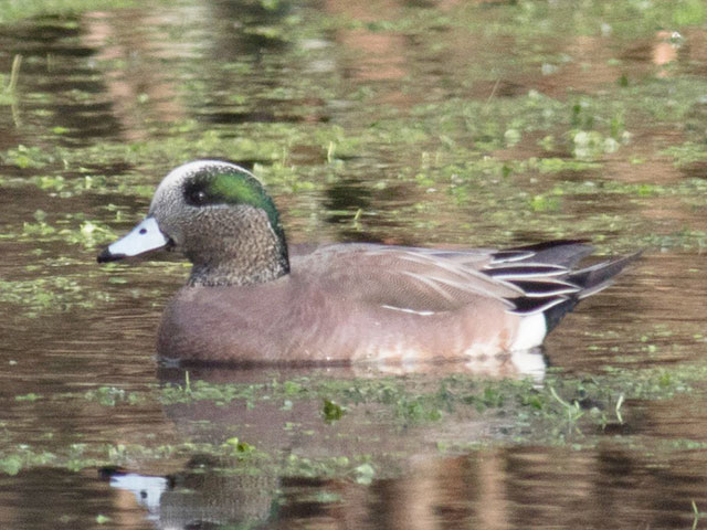 American Wigeon - 12/26/2017, Hughesville © David Brown