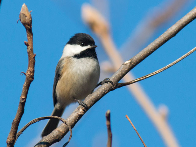 Black-capped Chickadee - 2/2/2016, Rose Valley Lake © David Brown