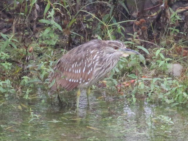 Black-crowned Night-Heron - 10/29/2017, Williamsport Dam © Bobby Brown