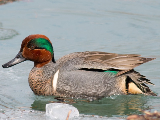 Green-winged Teal - 3/14/2014, Williamsport Dam © David Brown